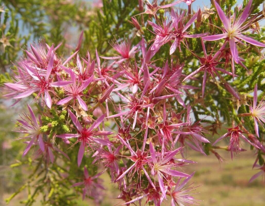 Calytrix 3