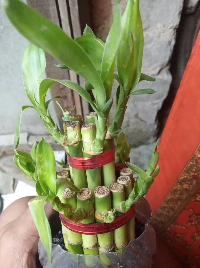 Dracena 15