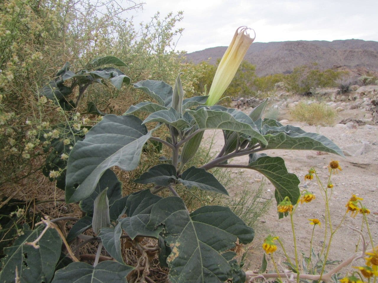 Datura di Wright 11