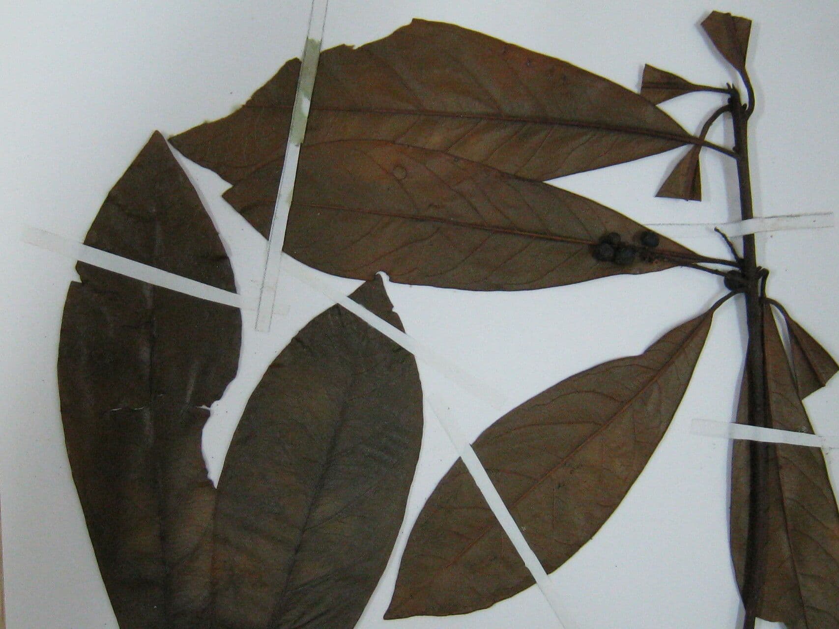 Cybianthus 4