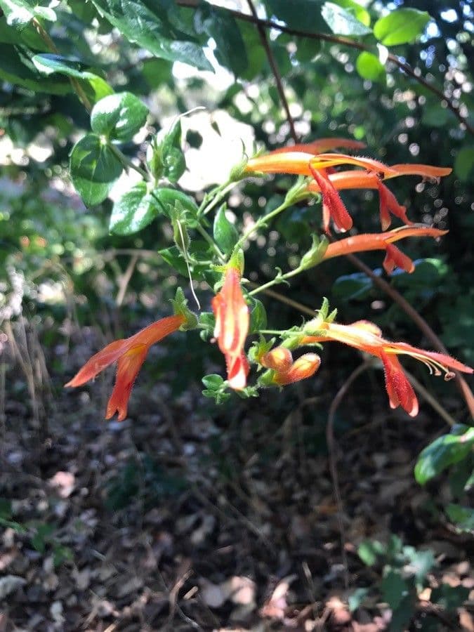 Keckiella cordifolia 7