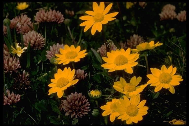 Lasthenia californica 11