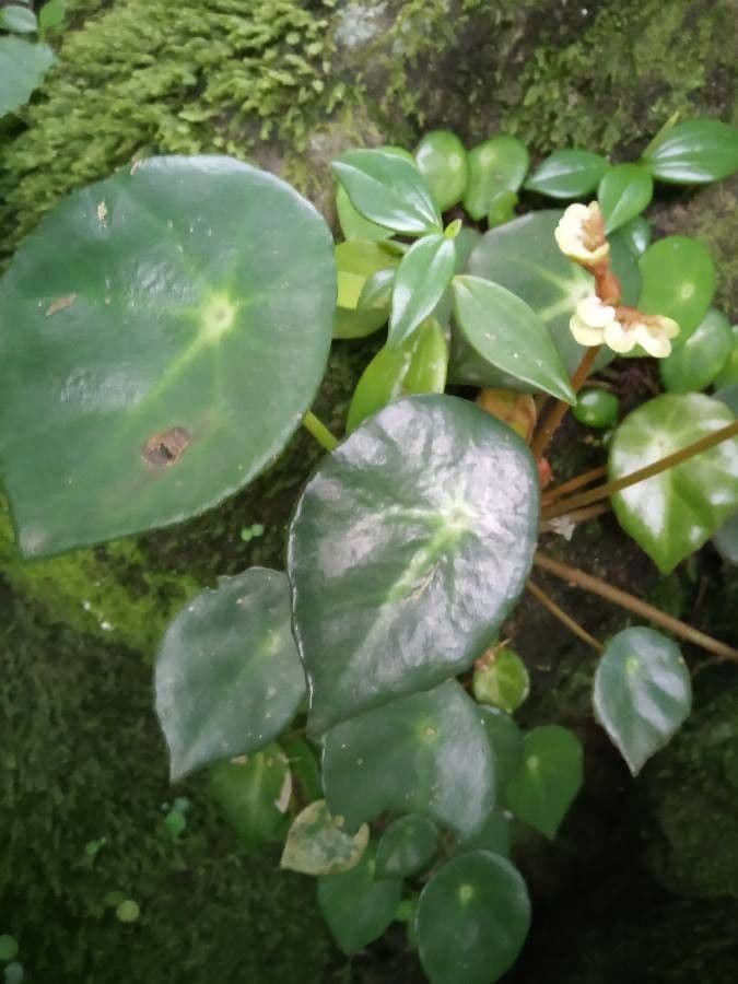 Begonia 14
