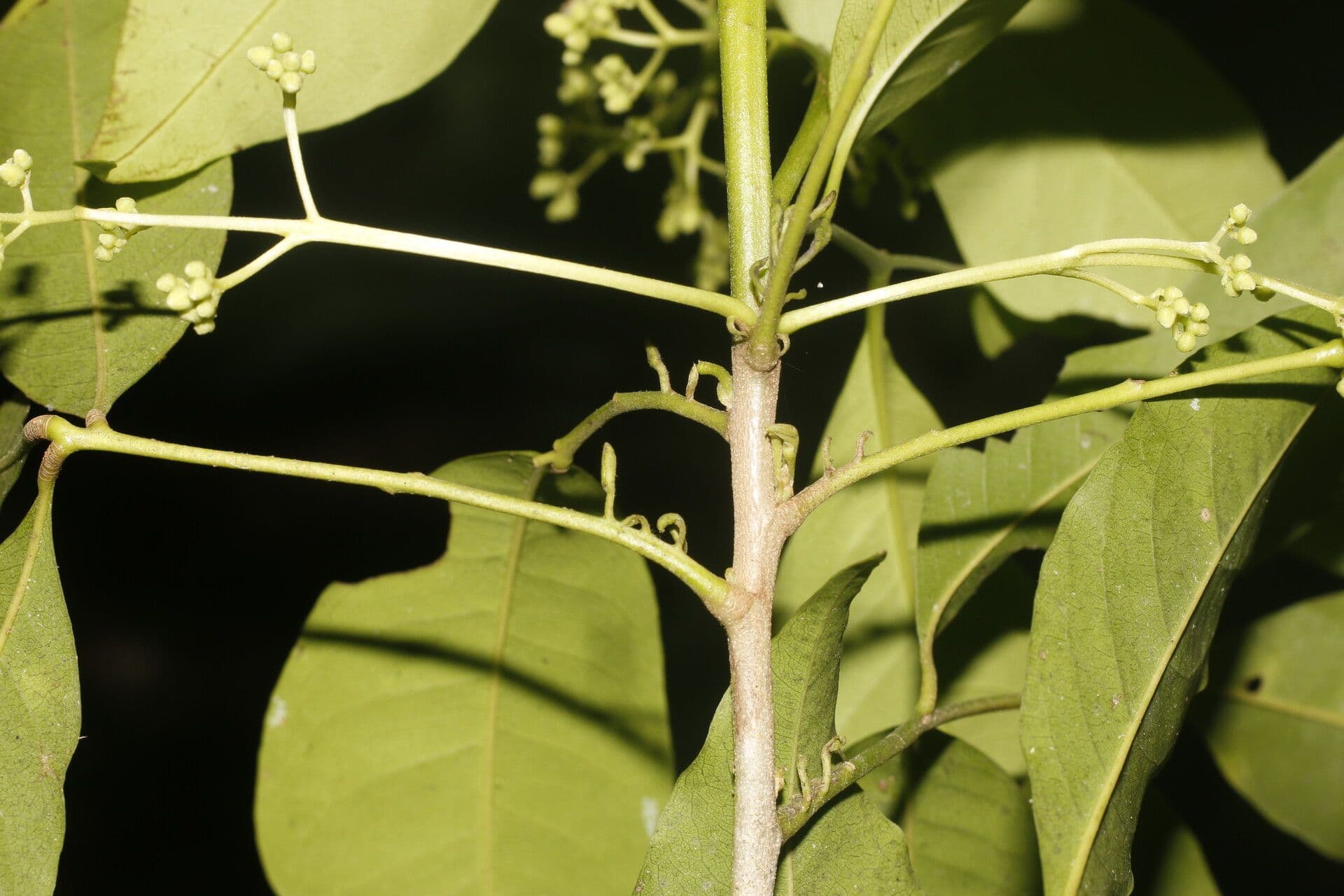 Trichilia 16