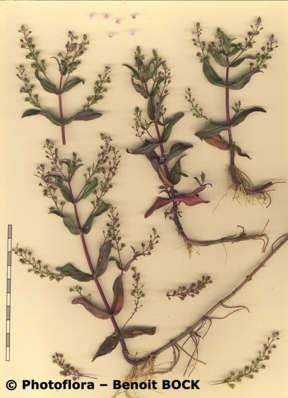 Veronica acquatica 20