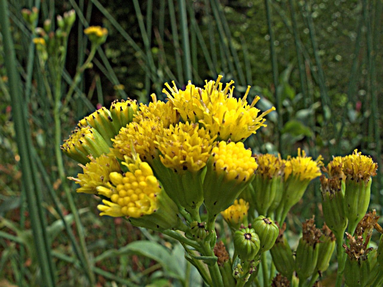 Senecione 3