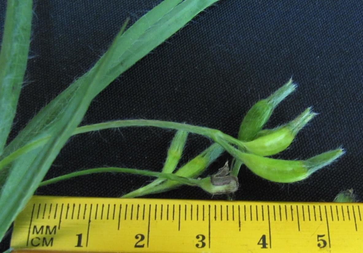 Hypoxis 14