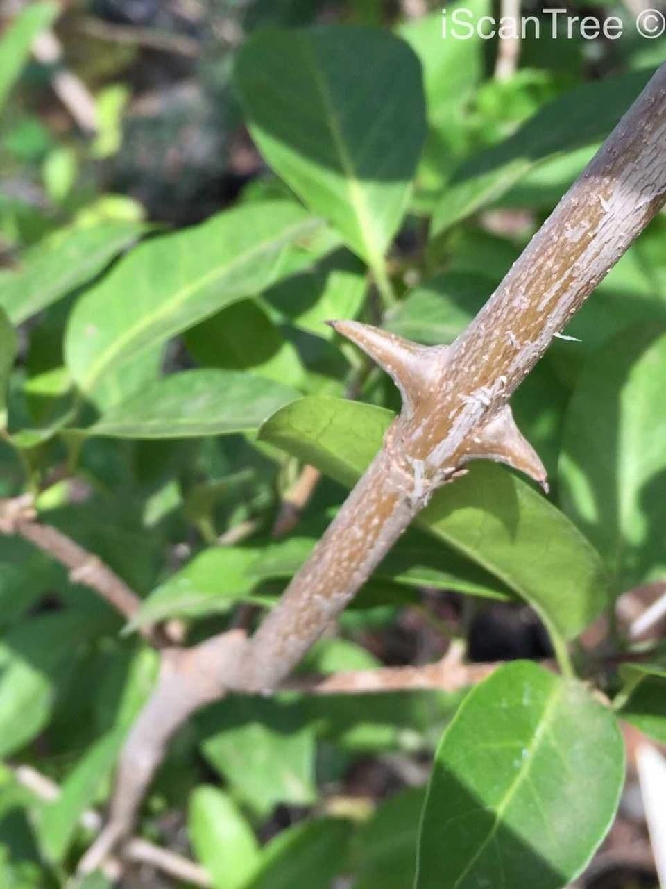 Canthium bezzębne 6