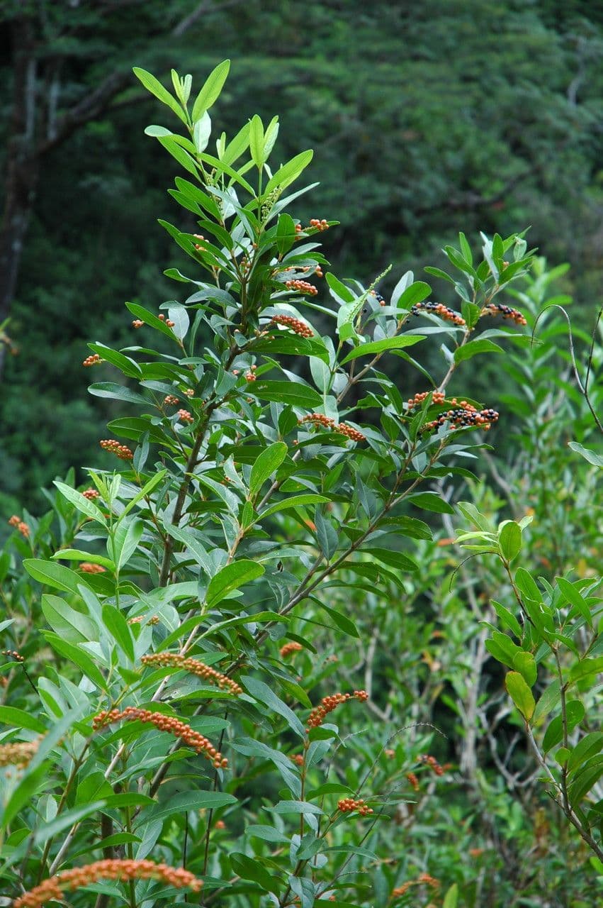 Citharexylum à queue 12