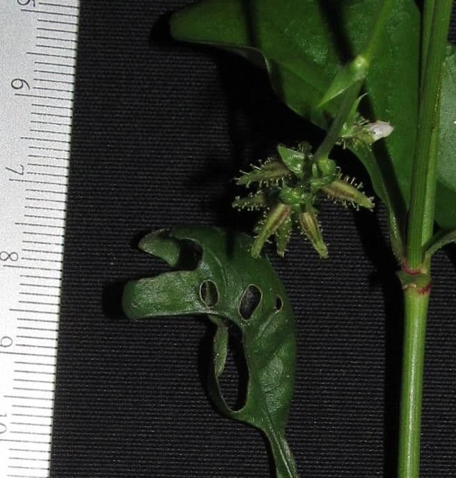 Plumbago zeylanica 28