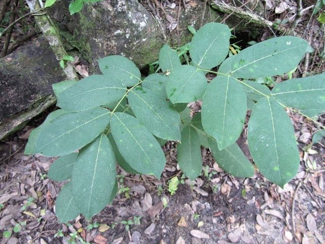 Piscidia piscipula 9