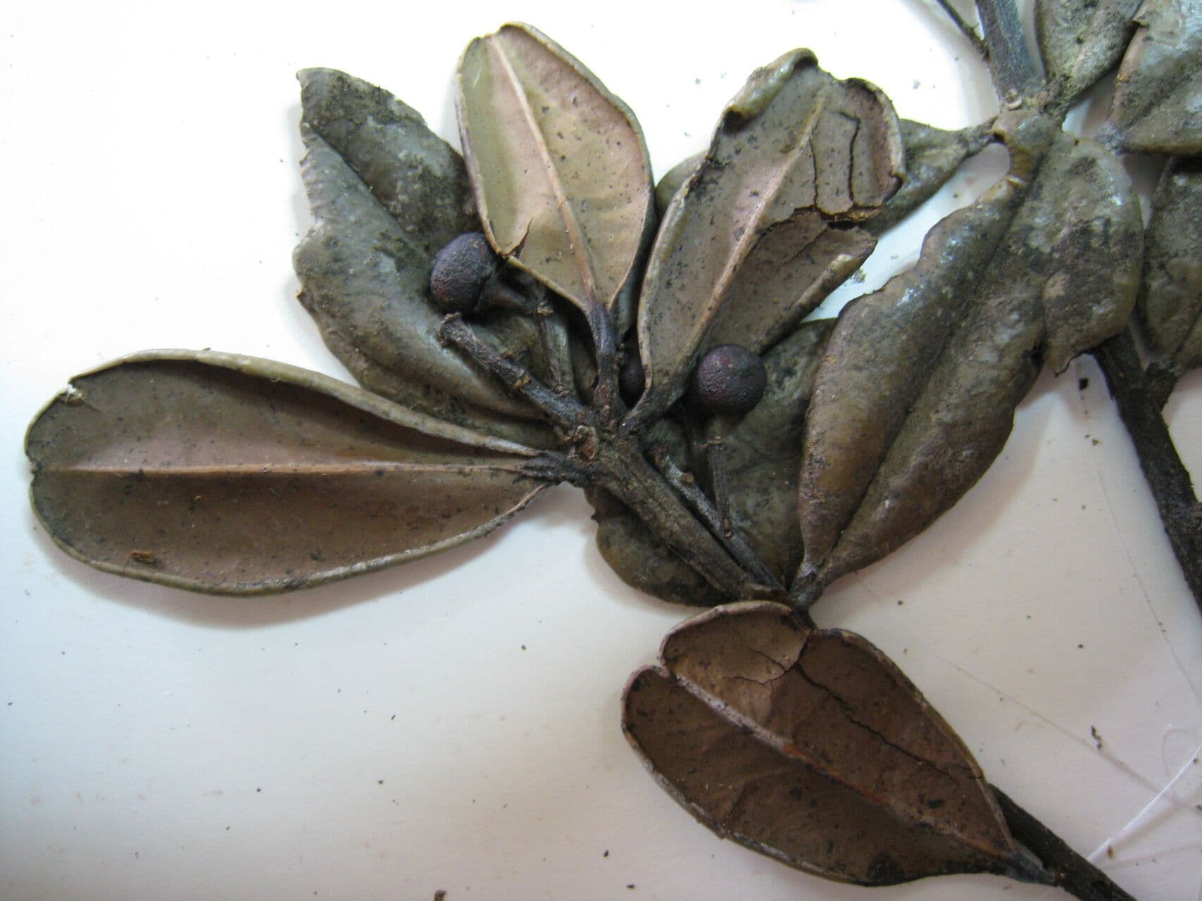 Cesmína 3