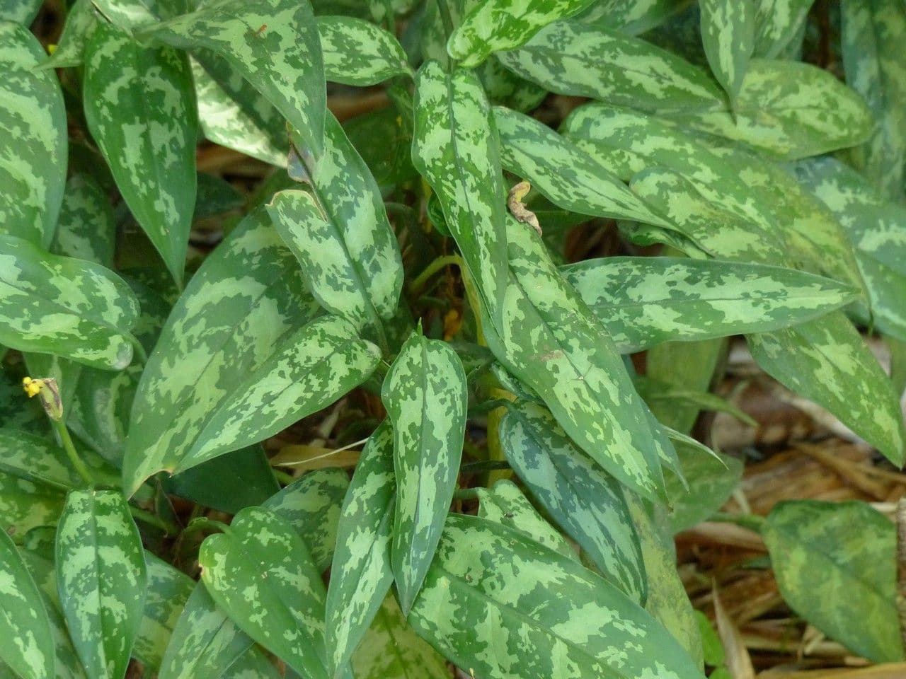 Aglaonema 26
