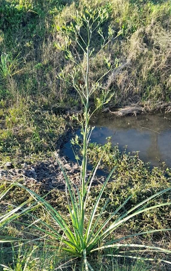 Panicaut à feuilles de pandanus 9