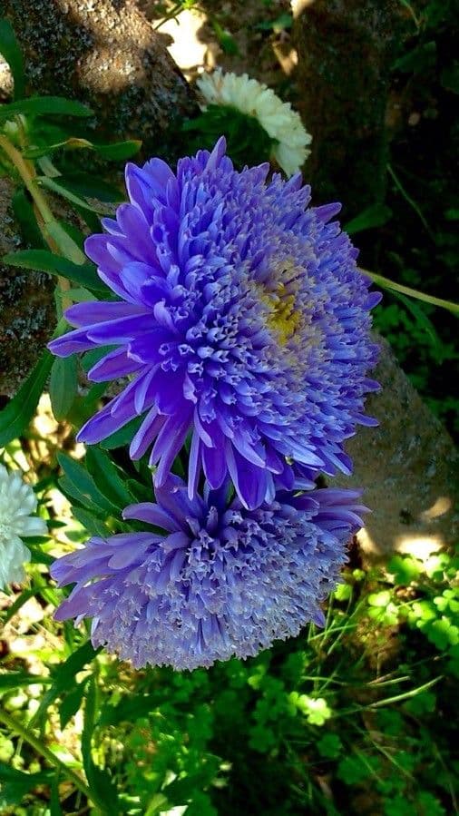 Callistephus chinensis 6
