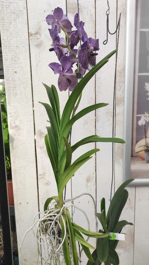 Vanda 10