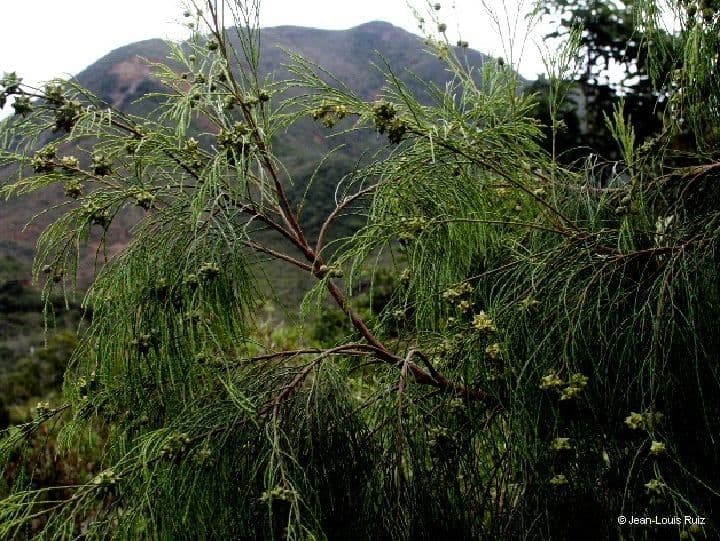 Gymnostoma 5