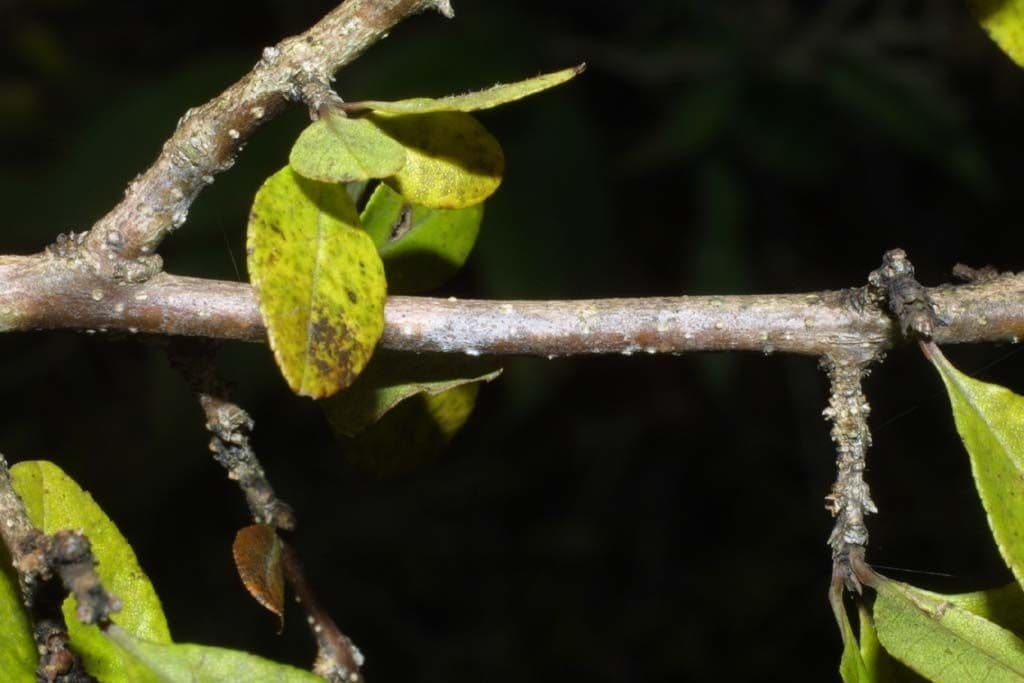 Forestiera ligustrina 11