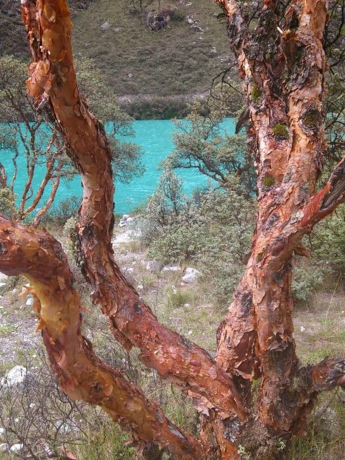Polylepis 7