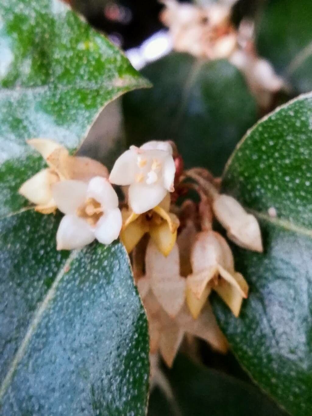 Elaeagnus 6