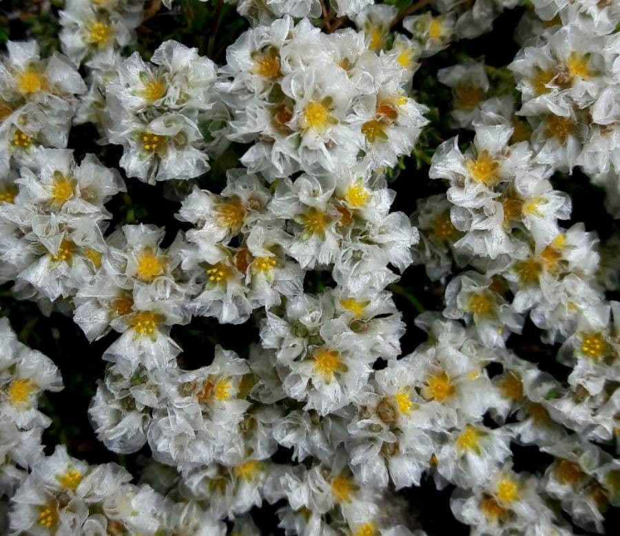 Paronychia kapelská 5