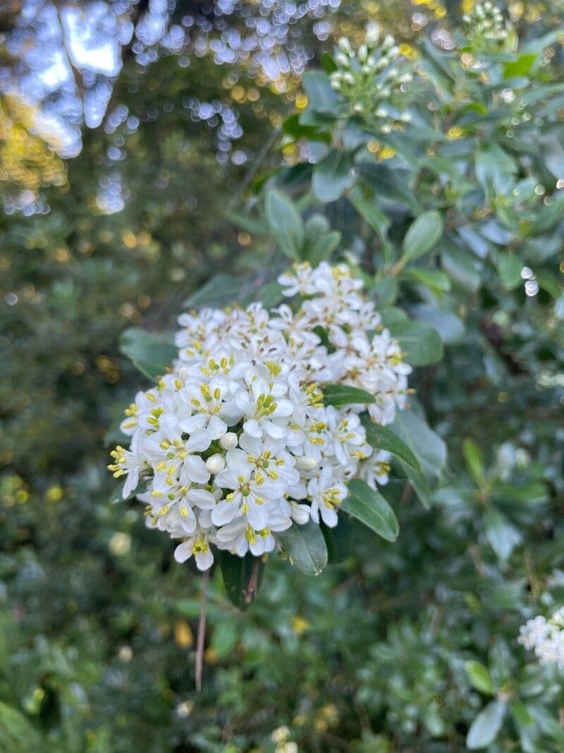 Escallonia 2