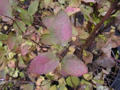 Spiraea media 8