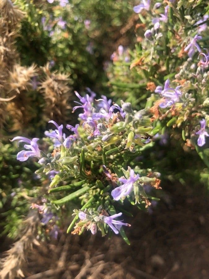 Sideritis