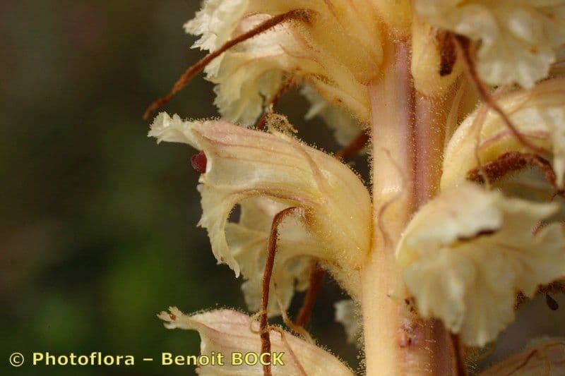 Orobanche amethystea 2