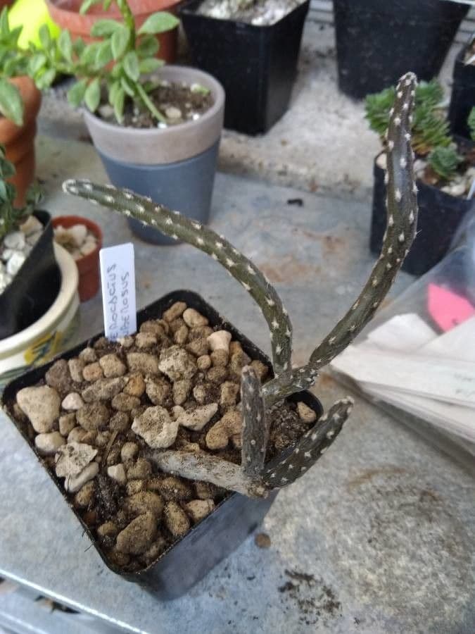 Pterocactus 2