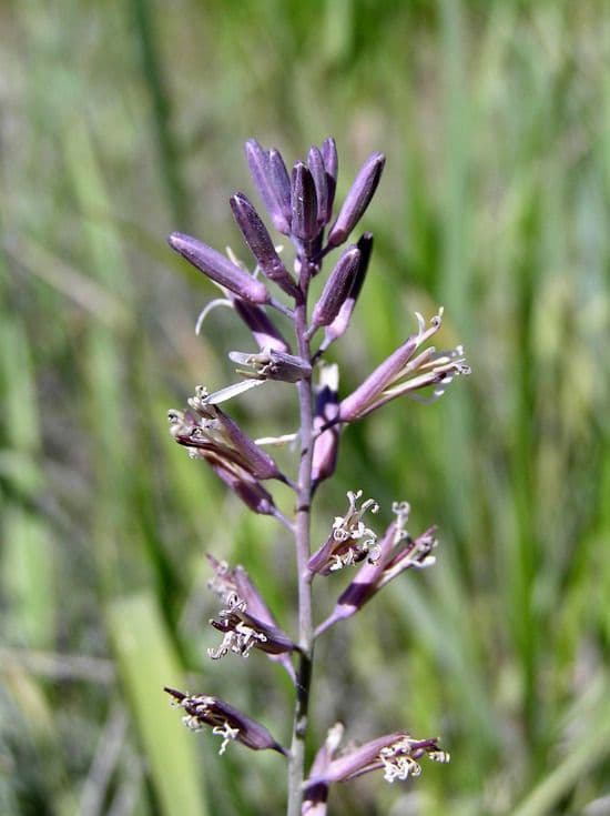 Mostarda a petali stretti