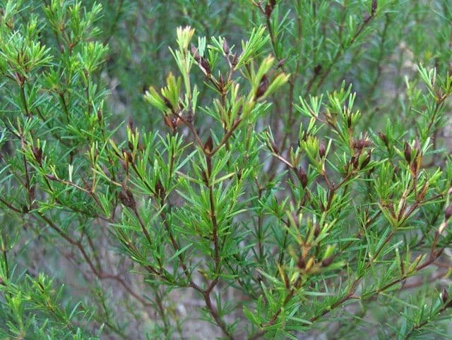 Hypericum fasciculatum 8