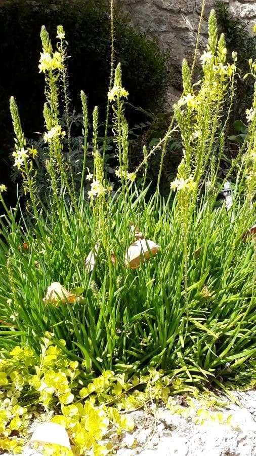 Bulbine bulbosa 8