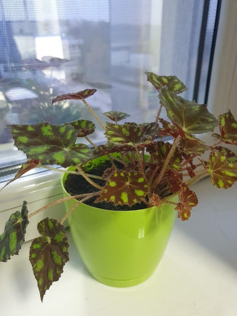 Begonia 4