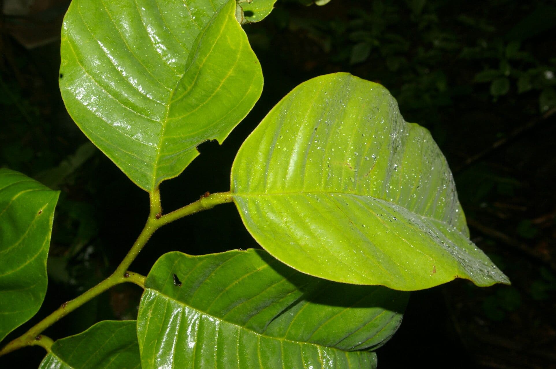 Annona 5