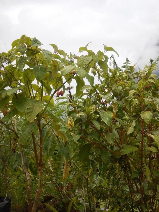 Baumtomate 17