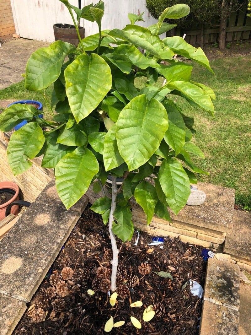 Magnolia acuminata 13