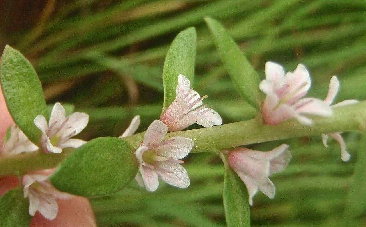 Erba de latti 6