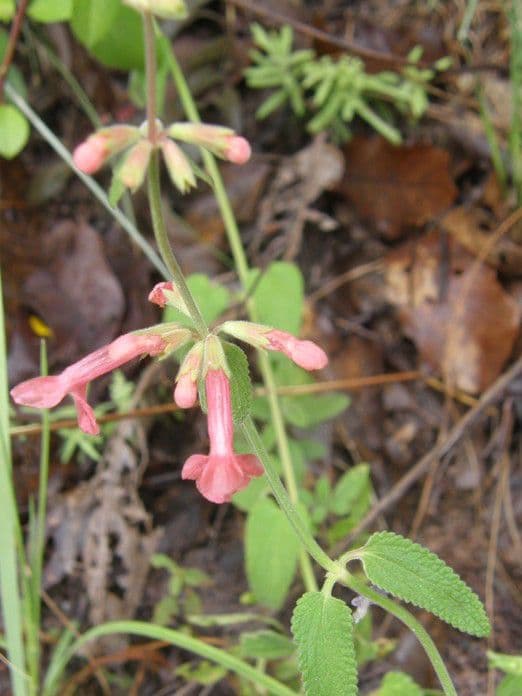 Stachys coccinea 2