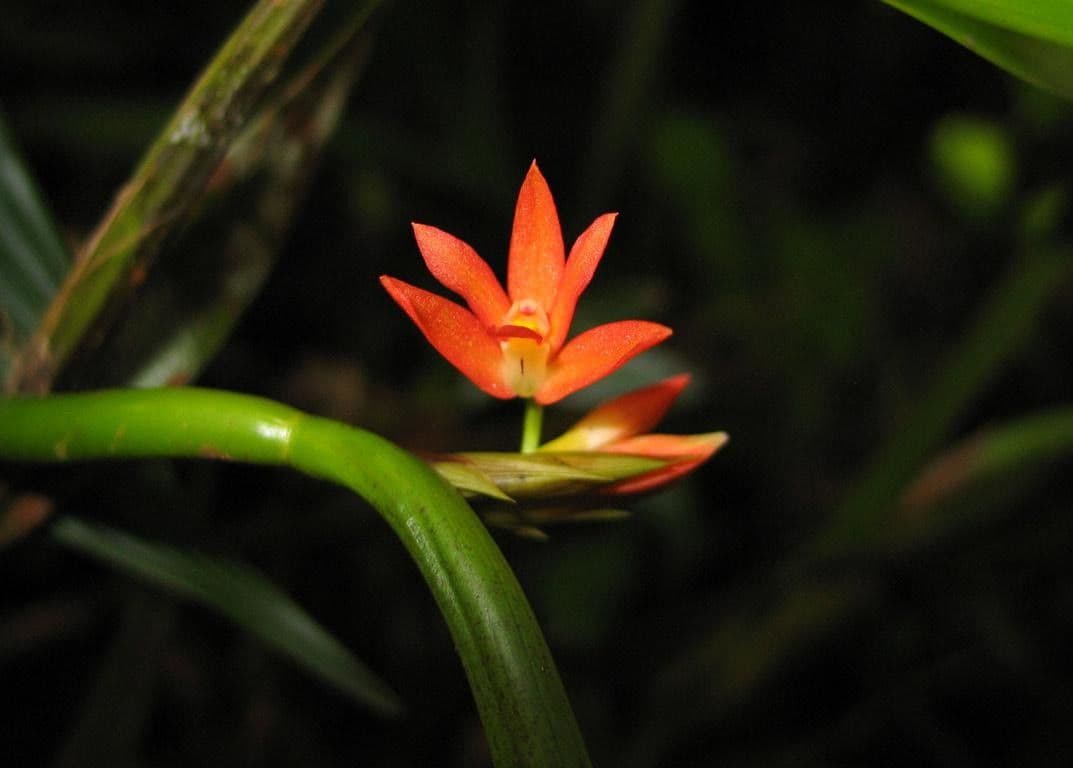 Scaphyglottis 7