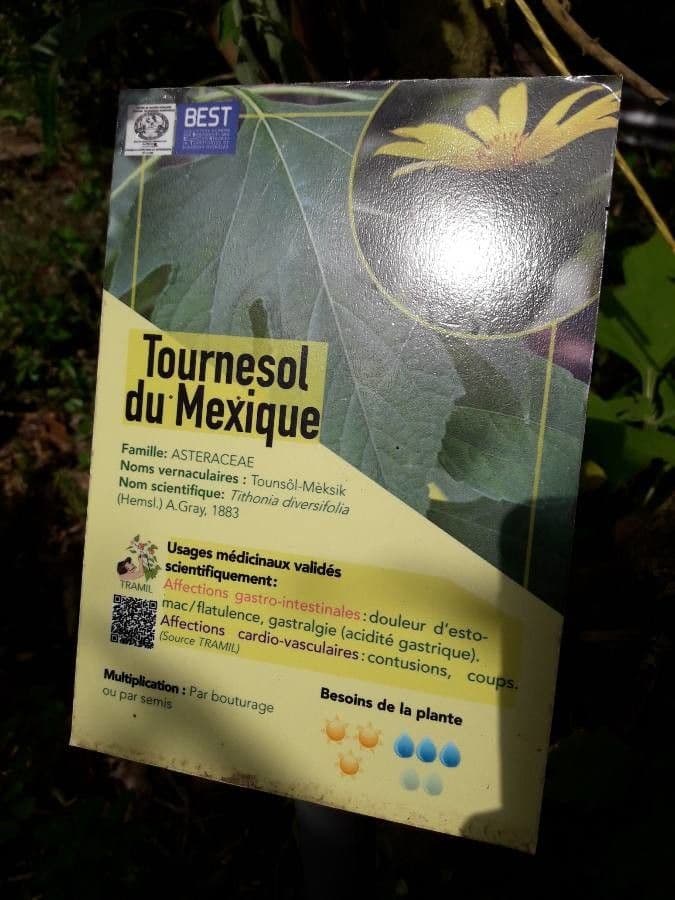 Tithonia diversifolia 27