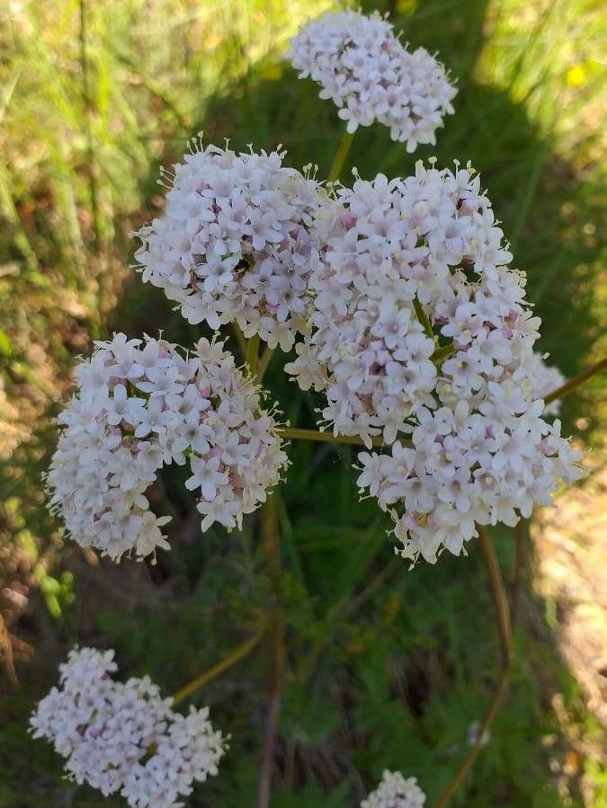 Valeriana tuberosa 8
