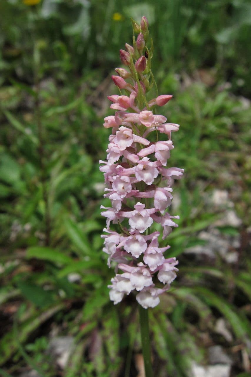 Manina profumata 4