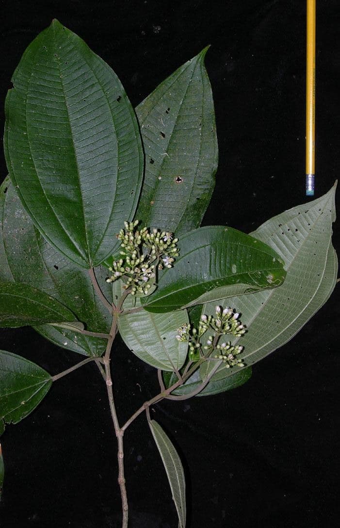 Conostegia micrantha 12