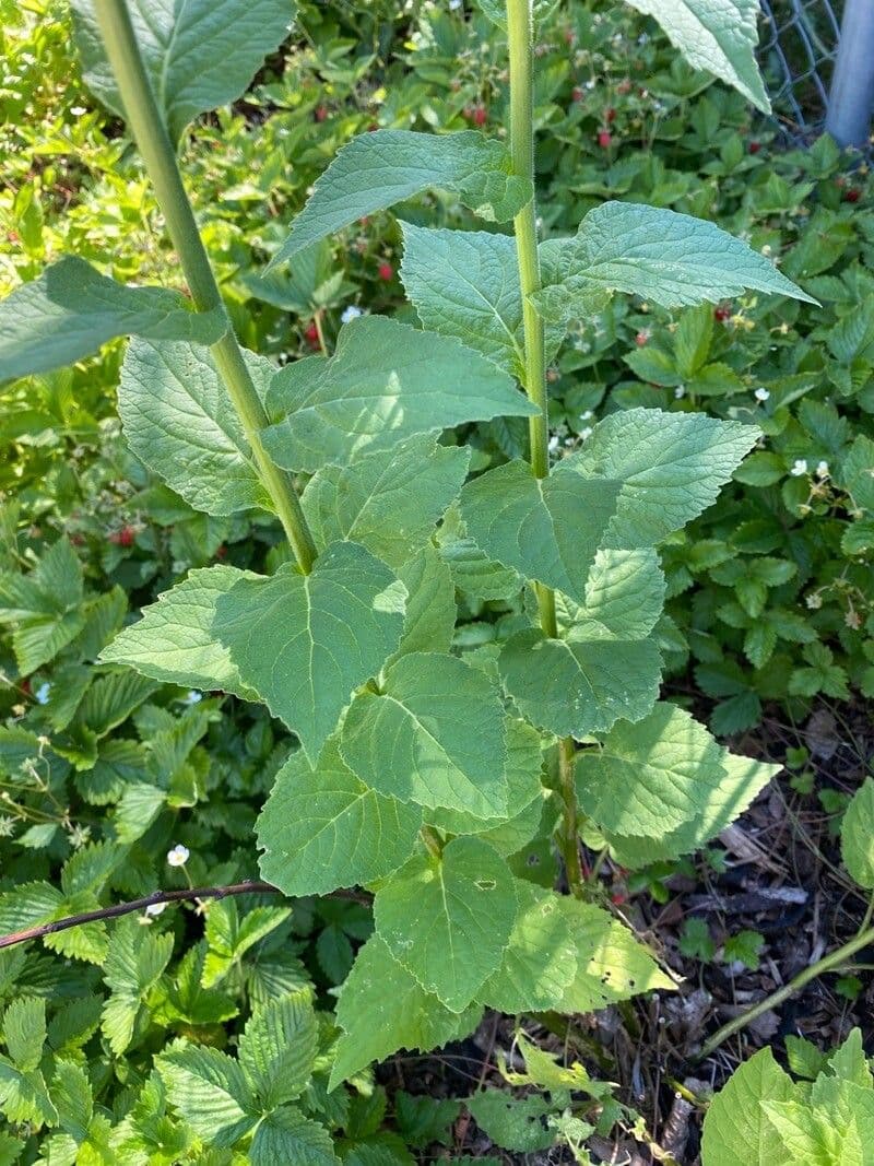 Breitblättrige Glockenblume 17