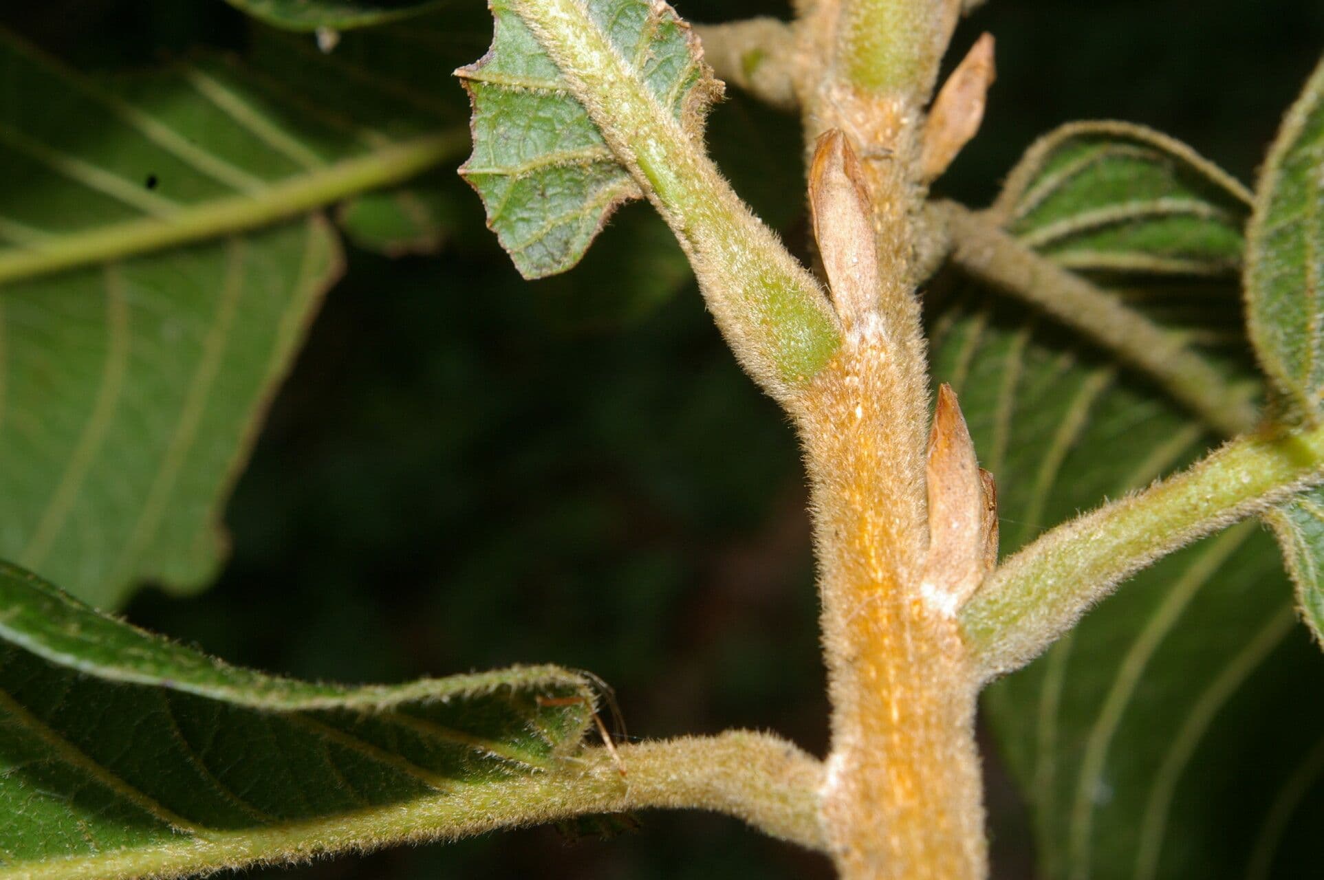 Quercia 9
