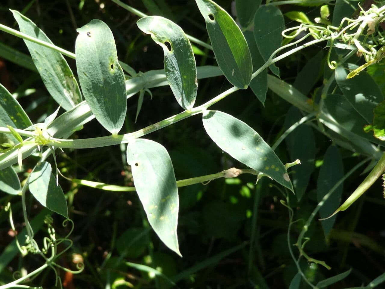 Cicerchia 15