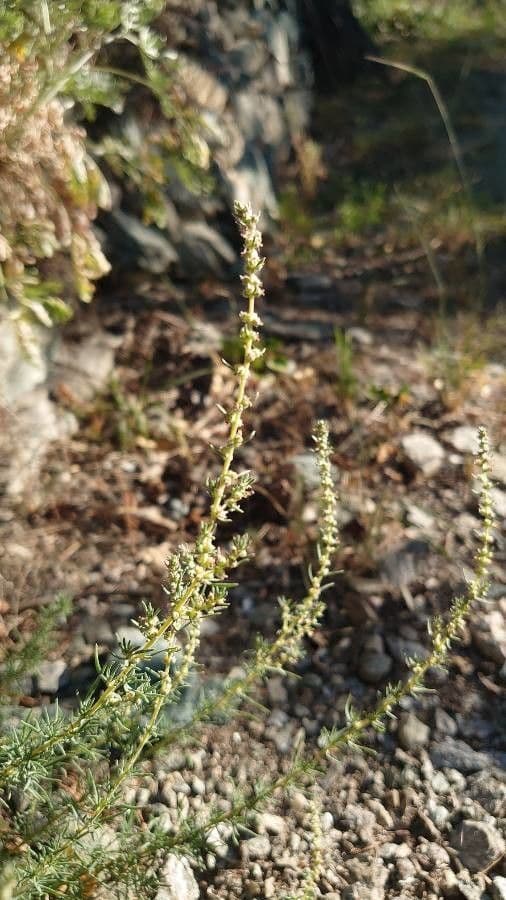 Bassia prostrata 7