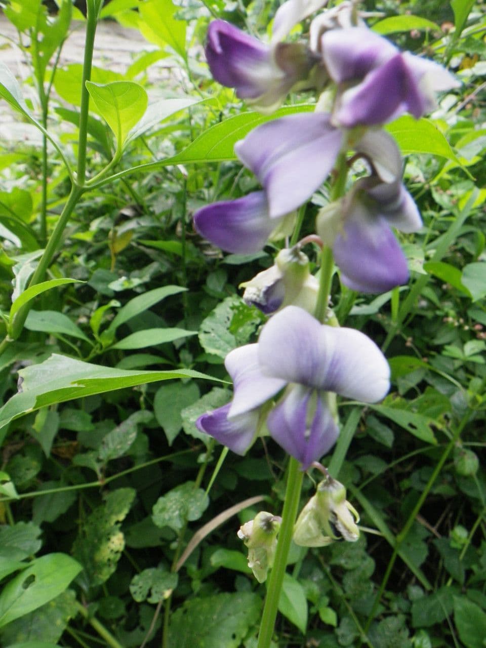 Crotalaria verrucosa 6