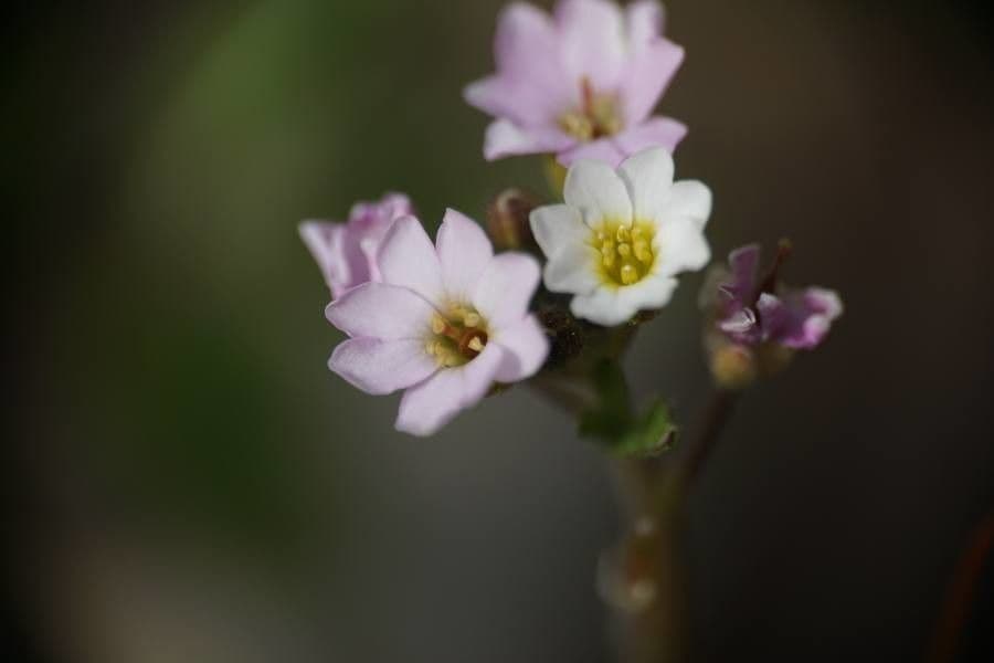 Berteroa mutabilis 4